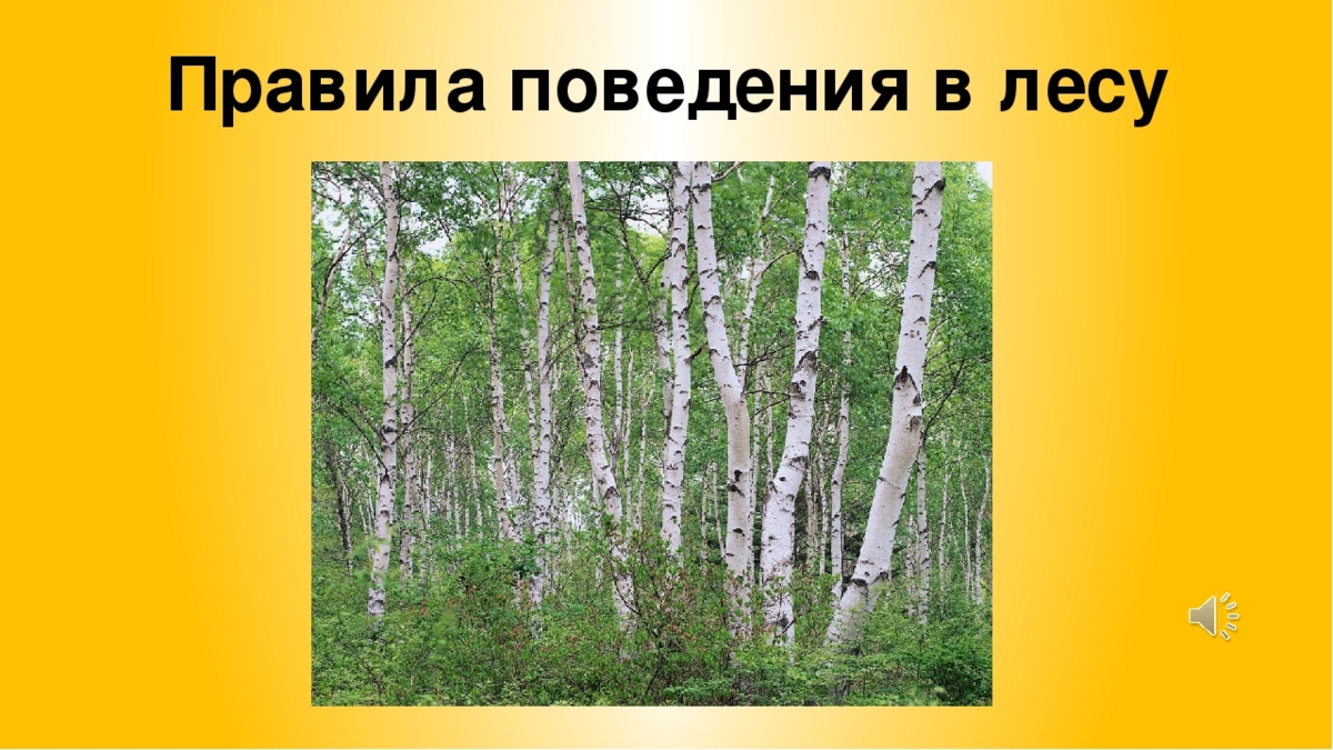 Правила поведения в лесу